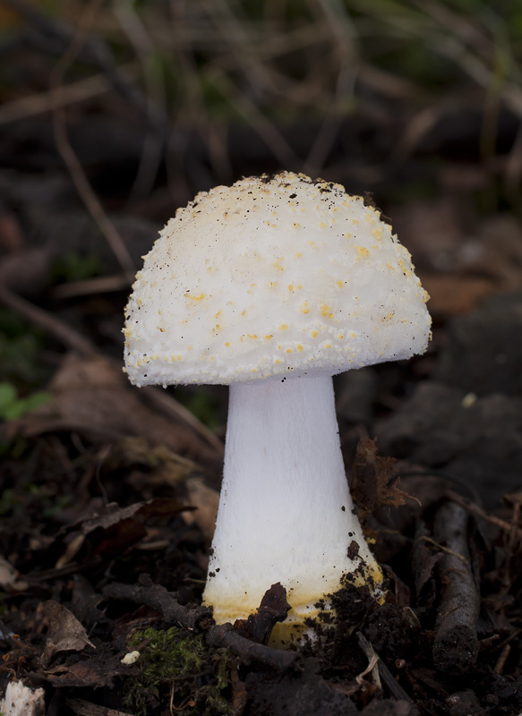 Amanita franchetii